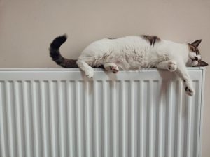 Cat on a radiator